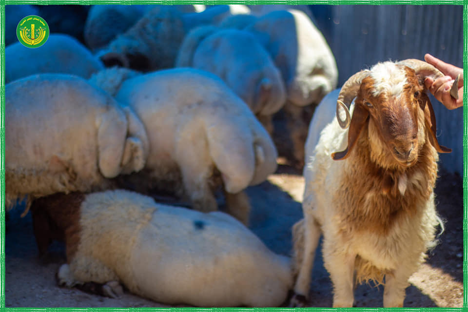 "حملة أضاحي الخير من تل الخير "